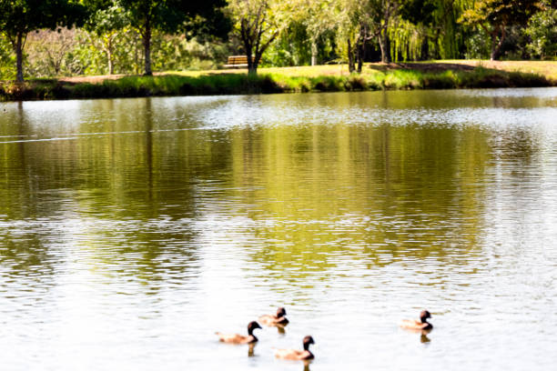istock Lake in the park with ducks, beautiful nature background with copy space 1138482941