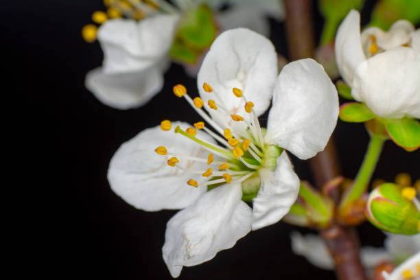 istock Beautiful floral spring abstract background of nature. 1138485430