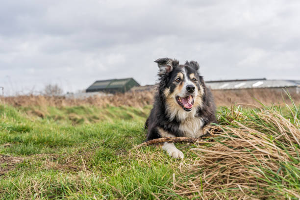 istock Border collie on grassy bank 1138486334