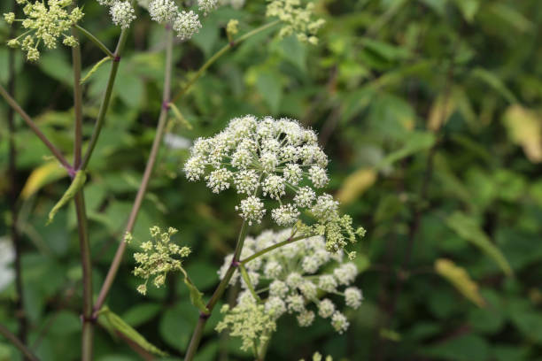istock flower buds of wild carrot 1138487310
