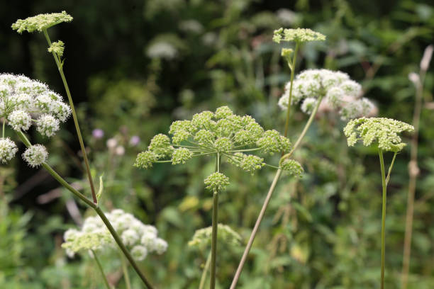 istock flower buds of wild carrot 1138487325