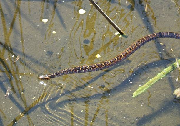 istock Water Snake swimming in the Florida wetlands 1138487551