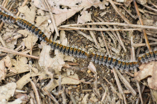 istock Caterpillars of pine 1138489263
