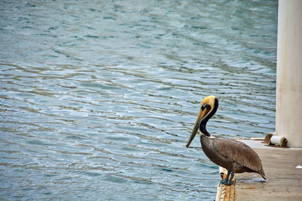 istock Pelican on The Dock 1138490293
