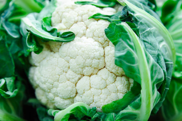 fresh raw cauliflower - cauliflower vegetable white isolated imagens e fotografias de stock