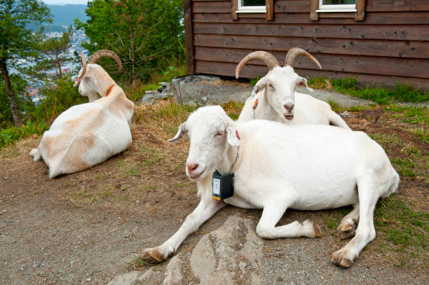 BERGEN, NORWAY - JULY 21, 2018: Goats on Mount Floyen in Bergen, Norway