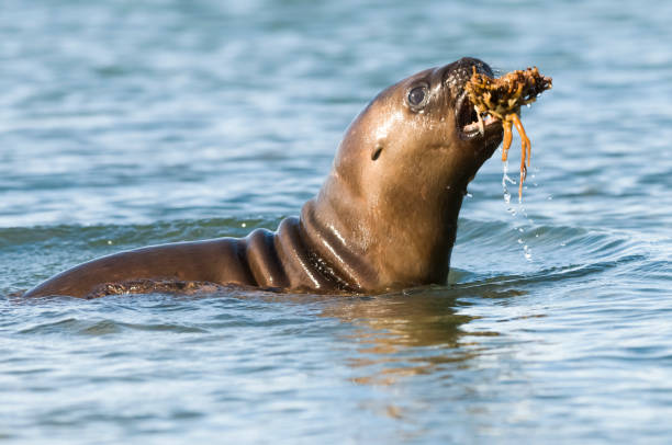 istock Sea Lion pup 1138493745