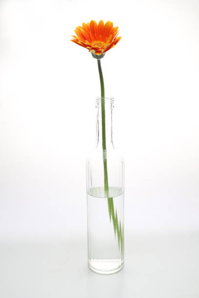 Pictured transvaal daisy in the glass bottle.