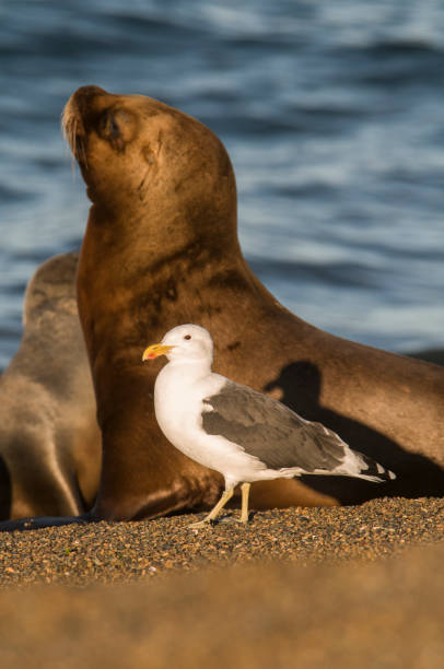istock Sea Lion pup 1138494287