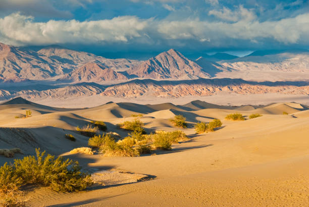 Mesquite Flat Sand Dunes at Sunset Many people identify the typical desert as a vast area covered by sand dunes. That may be true in some parts of the world but in the Mojave, less than one percent of the desert is covered with sand dunes. In order for sand dunes to exist there has to be a source of sand. Also there needs to be winds to move the sands and a place for the sand to collect. The eroded canyons and washes of Death Valley National Park in California provide plenty of sand. The wind seems to blow frequently here, especially in the springtime, and there are a few areas where the sand is trapped by geographic features such as mountains. Mesquite Flats near Stovepipe Wells is one such place. This sunset picture of the sand dunes and the Grapevine Mountains was taken after a winter storm had passed. jeff goulden mojave desert stock pictures, royalty-free photos & images
