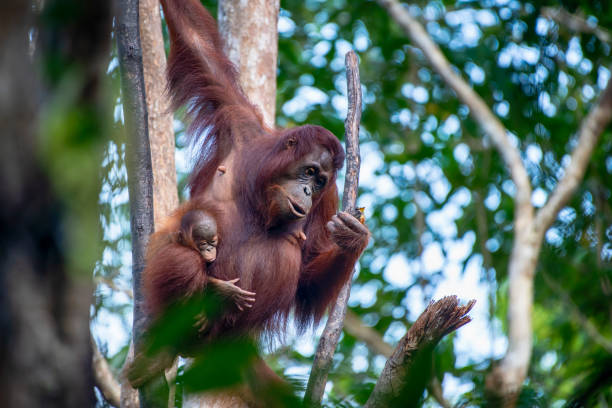 열 대 우림의 어머니와 아기 오 랑 우 탄, 야생 동물 샷 - young animal orangutan mother ape 뉴스 사진 이미지