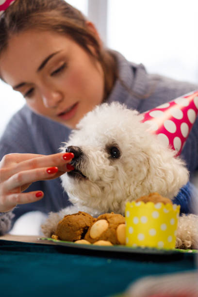 istock Dog eating birthday cake 1138504725