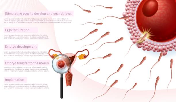 istock Close Up View Through Magnifier on Woman Womb. 1138504897
