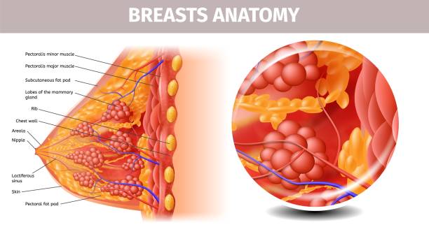 Highly Detailed View of Healthy Female Breast Woman Breasts Anatomy. Highly Detailed Close Up Cross Section View of Healthy Female Bust with Important Labeled Components. Aid Banner for Basic Medical l Education. Vector Realistic Illustration lobe illustrations stock illustrations
