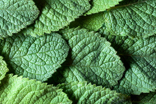 fondo de hojas de menta. - mint leaf peppermint spearmint fotografías e imágenes de stock