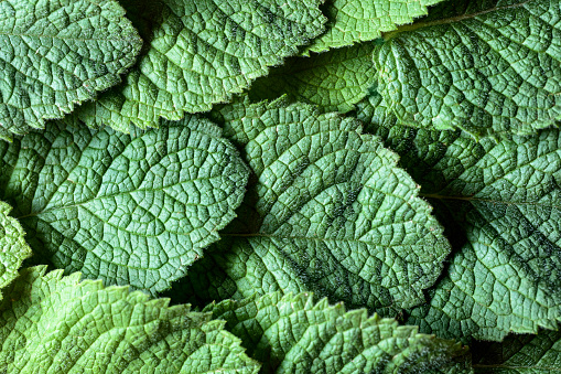 Mint leaves background. Top view, copy space for your text.