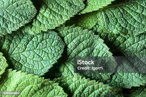 istock Mint leaves background. 1138506060