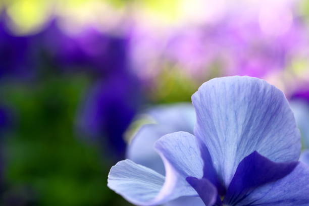 Tokyo,Japan-March 27, 2019: Backlit light blue pansies in the morning