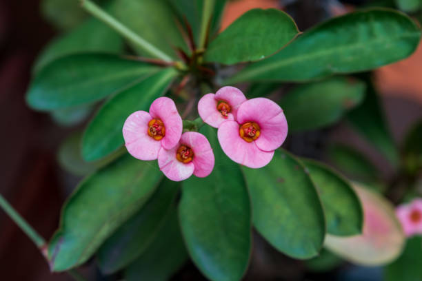 istock Tiny pink flowers on green background 1138507138