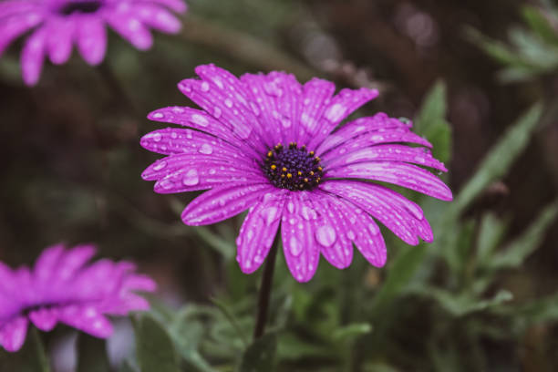 istock Magenta wet flower 1138507233