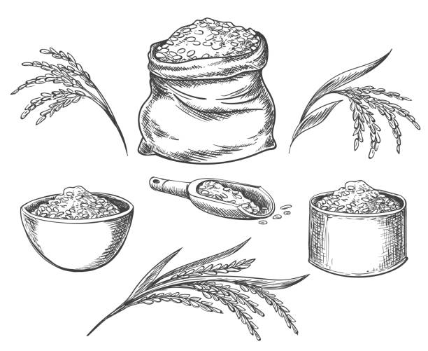 beras sereal terisolasi di atas putih - paddy ilustrasi stok