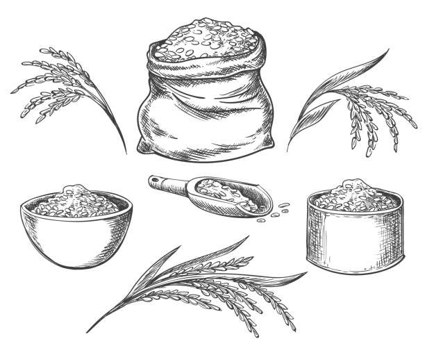 ilustrações de stock, clip art, desenhos animados e ícones de cereal rice isolated on white - arroz