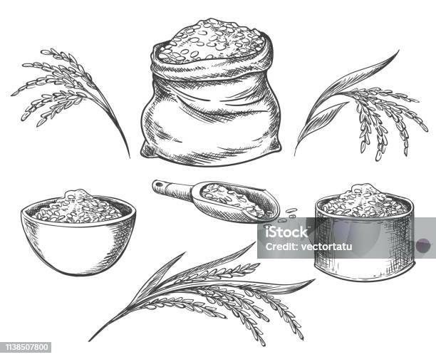 Cereal Rice Isolated On White Stock Illustration - Download Image Now - Rice - Cereal Plant, Illustration, Cereal Plant