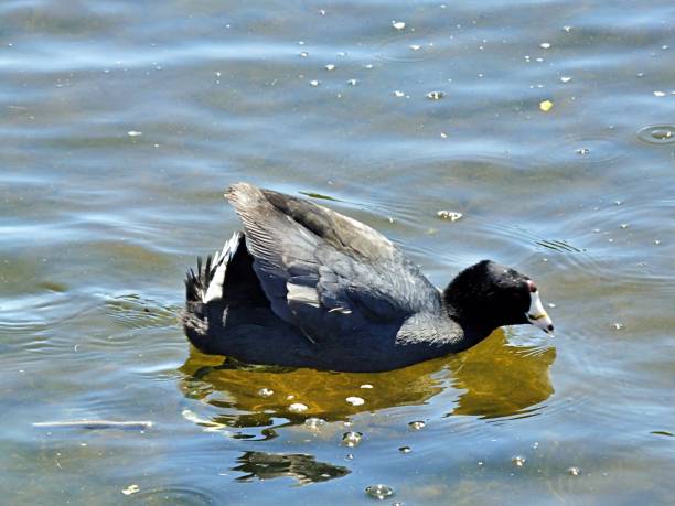 istock American Coot (Fulica Americana) foraging in the Florida wetlands 1138508043