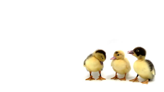 Three ducklings standing in a row on white background
