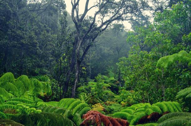istock Rain forrest in Hawaii Volcano National Park 1138508843
