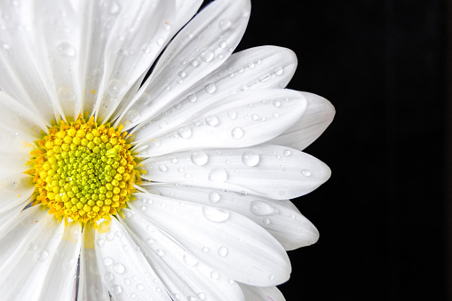 horizontal image of a white daisywith water drops off centre in the image on a black background with copy space on one side great for any kind of greeting card.