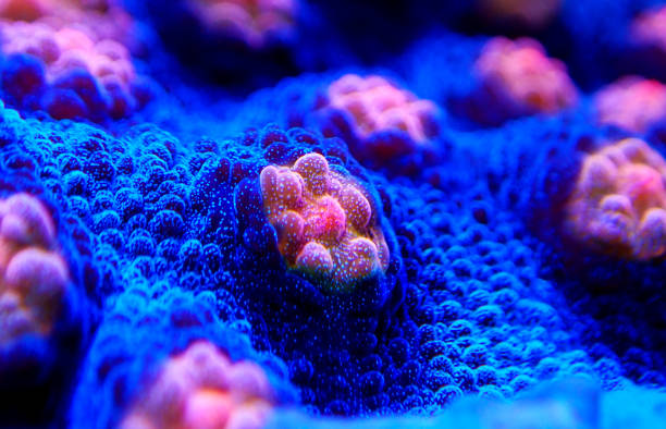 istock Halloween Screamer Chalice coral in macro shot ( Echinophyllia sp. ) 1138509708