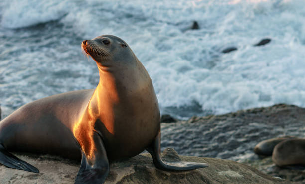 Posing Seal A seal posing on a rock during sunset helgoland stock pictures, royalty-free photos & images