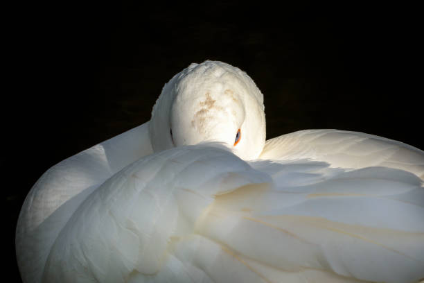 istock White goose with orange beak in close up 1138512847