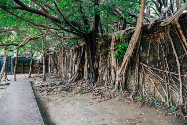 istock Anping Tree House, historical architecture in Tainan, Taiwan 1138512930