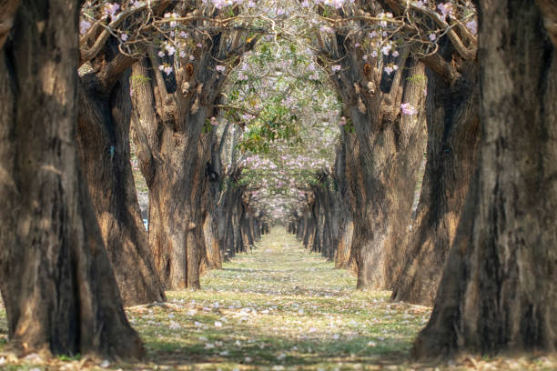 istock The romantic tunnel of pink flower trees 1138513954
