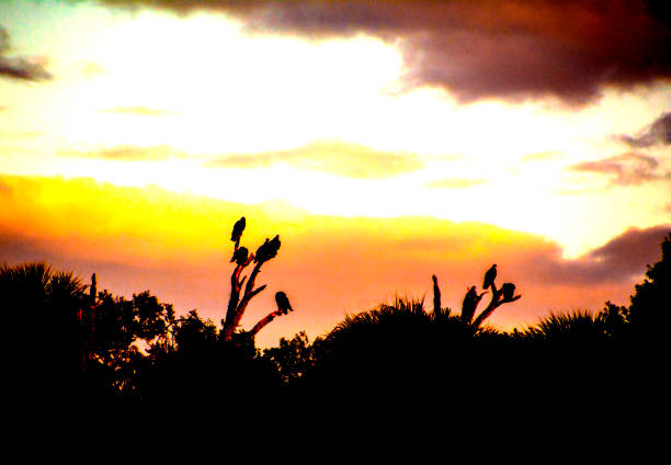Vibrant sunset silhouetting Turkey Vultures in trees in tropical Florida