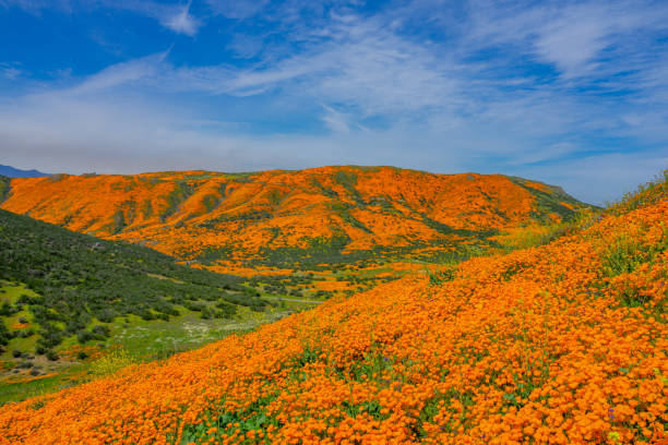 istock Poppy Super Bloom at Walker Canyon Lake Elsinore, CA 1138515654