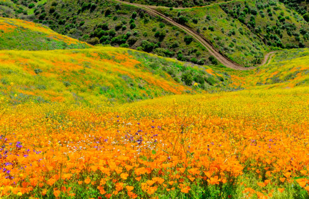 istock Poppy super bloom at Walker Canyon Lake Elsinore, CA (P) 1138515704