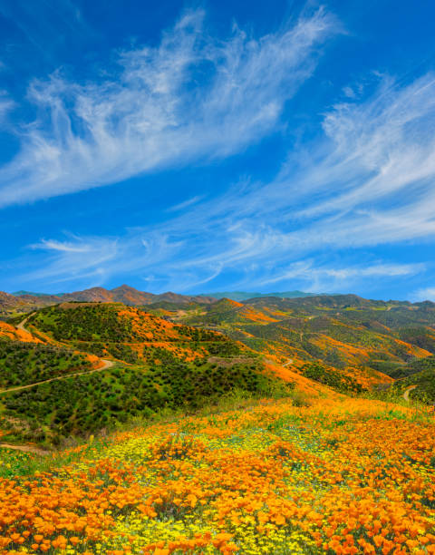 ウォーカーキャニオン湖エルシノアでポピースーパーブルーム、カリフォルニア州 (p) - poppy field flower california golden poppy ストックフォトと画像