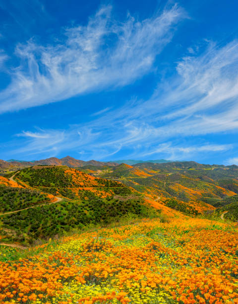 Poppy super bloom at Walker Canyon Lake Elsinore, CA (P) vacation get away; getting away from it all; travel adventure; desert wonderland; California springtime super bloom poppy field stock pictures, royalty-free photos & images