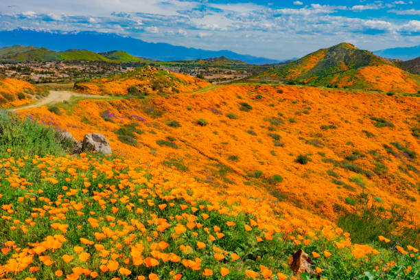 istock Poppy super bloom at Walker Canyon Lake Elsinore, CA (P) 1138515757
