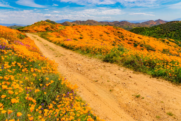 istock Poppy super bloom at Walker Canyon Lake Elsinore, CA (P) 1138515763