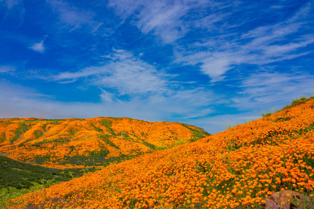 istock Poppy Super Bloom at Walker Canyon Lake Elsinore, CA 1138515767