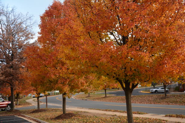 istock Autumn colors trees, leaves 1138516765