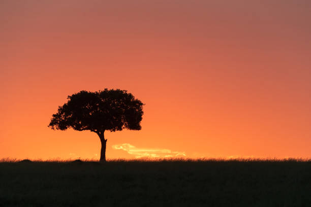 istock Silhouette Single Tree at Sunset in Kenya Africa 1138517560