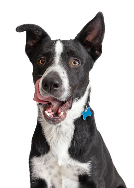 Closeup Hungry Border Collie Crossbreed Dog Closeup photo of a hungry Border Collie mixed breed dog with tongue out licking lips. licking stock pictures, royalty-free photos & images