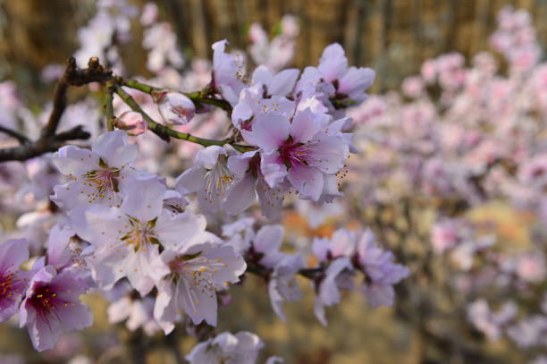 In full bloom in the peach blossom In full bloom in the peach blossom Nectarine stock pictures, royalty-free photos & images