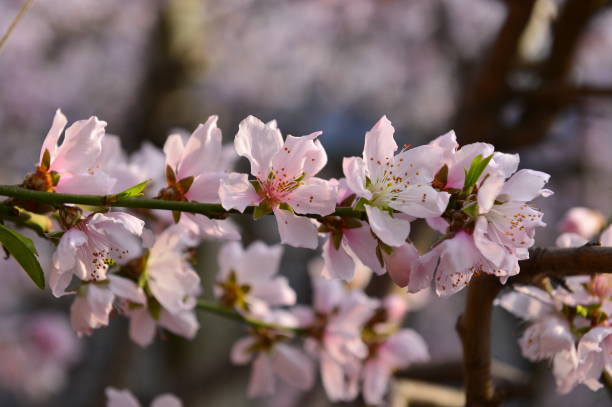istock In full bloom in the peach blossom 1138518625