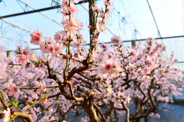 In full bloom in the peach blossom In full bloom in the peach blossom Nectarine stock pictures, royalty-free photos & images